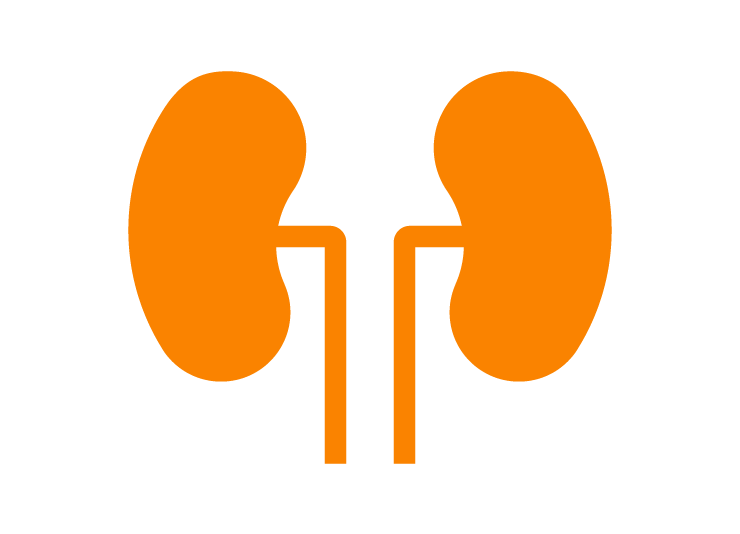 Lungs - image